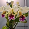 Cattleya rex var splash ( поставщик Перуфлора)32